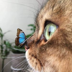 Meet your Posher, Deborah